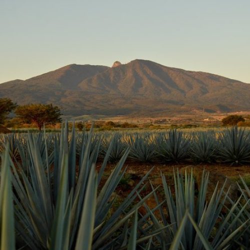 tequila-jalisco